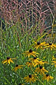 RUDBECKIA FULGIDA VAR. SULLIVANTII GOLDSTURM WITH MISCANTHUS SINENSIS FERNER OSTEN,  SURREY: AUGUST