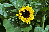 HELIANTHUS ANNUUS POTS OF GOLD,  RHS WISLEY: AUGUST