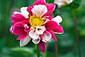 DAHLIA TWININGS SMARTIE, (SYN. DAHLIA TWYNINGS SMARTIE)