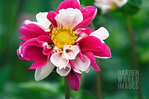 DAHLIA_TWININGS_SMARTIE_SYN_DAHLIA_TWYNINGS_SMARTIE