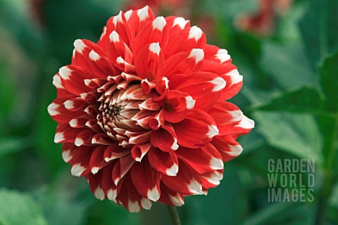 DAHLIA_STEVIE_D__RHS_WISLEY_AUGUST