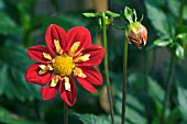 DAHLIA ANN BRECKENFELDER,  RHS WISLEY: AUGUST