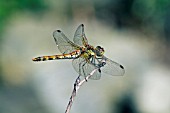 DRAGONFLY NEWLY EMERGED FROM THE NYMPHAL STAGE.