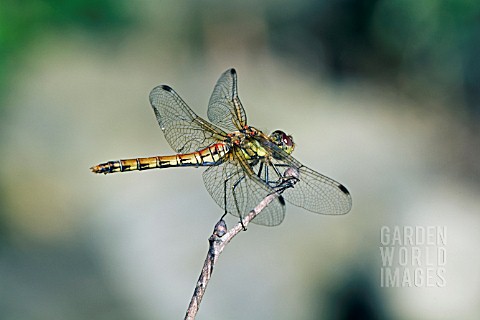 DRAGONFLY_NEWLY_EMERGED_FROM_THE_NYMPHAL_STAGE