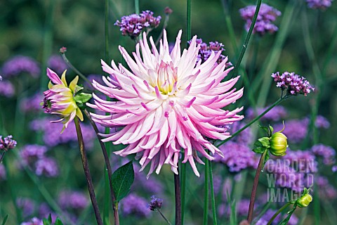 DAHLIA_LILAC_TARATAHI_WITH__VERBENA_BONARIENSIS__RHS_WISLEY_SEPTEMBER