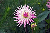 DAHLIA LILAC TARATAHI,  RHS WISLEY: SEPTEMBER