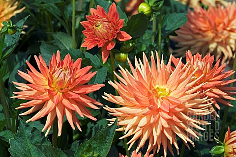 DAHLIA_AVOCA_CREE__RHS_WISLEY_SEPTEMBER