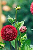 DAHLIA CORNEL,  RHS WISLEY: SEPTEMBER