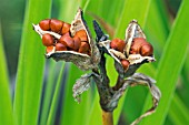 SEEDS AND SEED PODS OF IRIS LAEVIGATA,  SURREY: SEPTEMBER