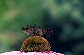 COMMA BUTTERFLY (POLYGONIA C ALBUM) ON ECHINACEA PURPUREA MAGNUS,  SURREY: SEPTEMBER.