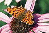 COMMA BUTTERFLY (POLYGONIA C ALBUM) ON ECHINACEA PURPUREA MAGNUS,  SURREY: SEPTEMBER