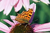 COMMA BUTTERFLY (POLYGONIA C ALBUM) ON ECHINACEA PURPUREA MAGNUS,  SURREY: SEPTEMBER