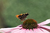 COMMA BUTTERFLY (POLYGONIA C ALBUM) ON ECHINACEA PURPUREA MAGNUS,  SURREY: SEPTEMBER