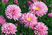 ASTER DUMOSUS PETER HARRISON,  SURREY: SEPTEMBER