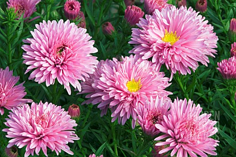 ASTER_DUMOSUS_PETER_HARRISON__SURREY_SEPTEMBER