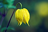 CLEMATIS TANGUTICA HELIOS