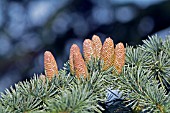 CONES OF CEDRUS ATLANTICA GLAUCA,  KENT: SEPTEMBER