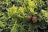 CONES OF CUPRESSUS SEMPERVIRENS SWANES GOLD,  SURREY: SEPTEMBER