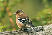 CHAFFINCH (FRINGILLA COELEBS)