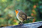 ROBIN (ERITHACUS RUBECULA)