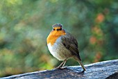 ROBIN (ERITHACUS RUBECULA)