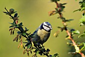 BLUE TIT (PARUS CAERULEUS)