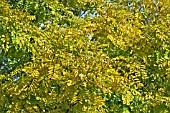 ROBINIA PSEUDOACACIA FRISIA