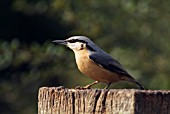 NUTHATCH (SITTA EUROPAEA)