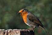 ROBIN (ERITHACUS RUBECULA),   OCTOBER