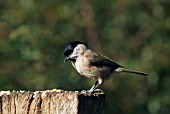 MARSH TIT (PARUS PALUSTRIS),  OCTOBER