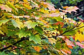 ACER CIRCINATUM (VINE MAPLE),  OCTOBER