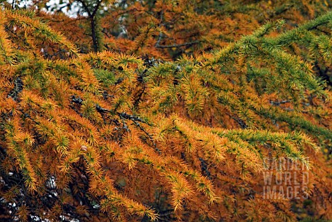 PSEUDOLARIX_AMABILIS_SYN_P_KAEMPFERI___OCTOBER