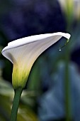 ZANTEDESCHIA AETHIOPICA