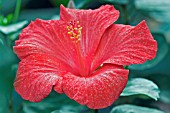 HIBISCUS MARUSHIKA