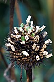 ECHINACEA SEEDS GERMINATING ON SEEDHEAD OF ECHINACEA PURPUREA MAGNUS,  NOVEMBER