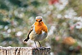 ROBIN (ERITHACUS RUBECULA),  NOVEMBER