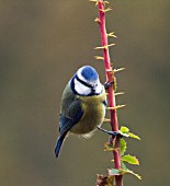 BLUE TIT (PARUS CAERULEUS),  NOVEMBER