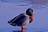 MALLARD DRAKE ANAS PLATYRHINCHOS STANDING ON ICE,  SURREY: DECEMBER