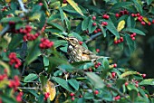 REDWING (TURDUS ILIACUS) AND COTONEASTER BERRIES,  WEST SUSSEX: DECEMBER