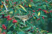 REDWING TURDUS ILIACUS AND COTONEASTER BERRIES,  WEST SUSSEX: DECEMBER