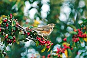 REDWING (TURDUS ILIACUS) AND COTONEASTER BERRIES,  WEST SUSSEX: DECEMBER