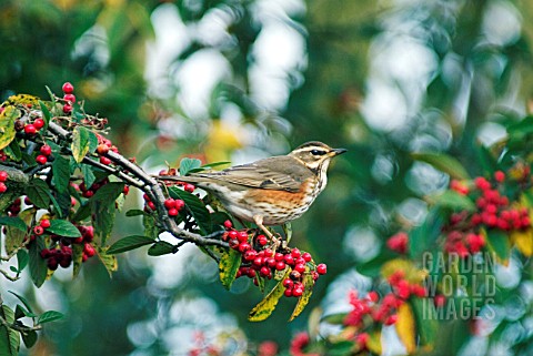 REDWING_TURDUS_ILIACUS_AND_COTONEASTER_BERRIES__WEST_SUSSEX_DECEMBER