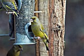 GREENFINCH (CARDUELIS CHLORIS) AT FEEDING STATION,  WEST SUSSEX: DECEMBER