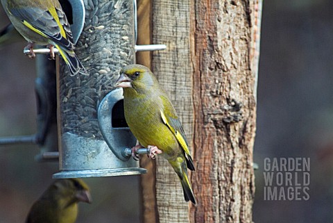 GREENFINCH_CARDUELIS_CHLORIS_AT_FEEDING_STATION__WEST_SUSSEX_DECEMBER