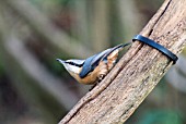 NUTHATCH SITTA EUROPAEA,  WEST SUSSEX: DECEMBER