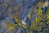 COCK HOUSE SPARROW (PASSER DOMESTICUS) AND MAHONIA FLOWERS,  WEST SUSSEX: DECEMBER