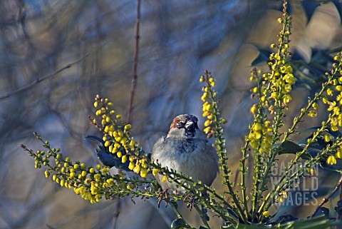 COCK_HOUSE_SPARROW_PASSER_DOMESTICUS_AND_MAHONIA_FLOWERS__WEST_SUSSEX_DECEMBER
