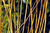 SALIX FRAGILIS BASFORDIANA,  WAKEHURST PLACE,  WEST SUSSEX: DECEMBER