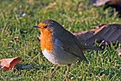 ROBIN (ERITHACUS RUBECULA),  WEST SUSSEX: DECEMBER