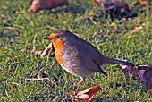 ROBIN ERITHACUS RUBECULA,  WEST SUSSEX: DECEMBER